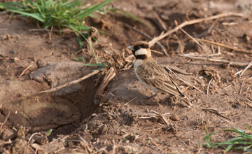 Fischer's sparrow-lark [Eremopterix leucopareia]