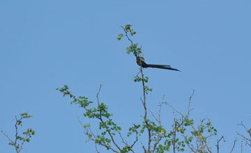 Red-collared widowbird [Euplectes ardens ardens]