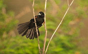 Fan-tailed widowbird [Euplectes axillaris]