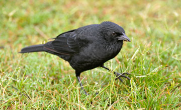 Chopi blackbird [Gnorimopsar chopi]