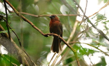 Red-throated ant-tanager [Habia fuscicauda]
