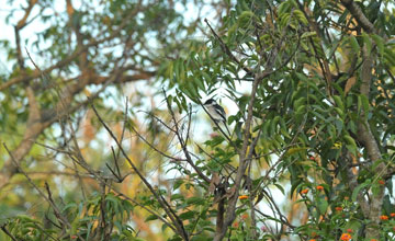 Bar-winged flycatcher-shrike [Hemipus picatus leggei]