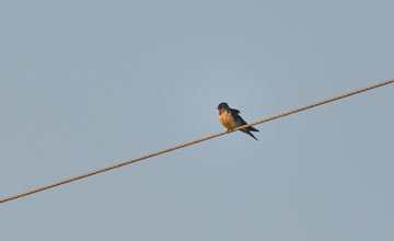 Barn swallow [Hirundo rustica erythrogaster]