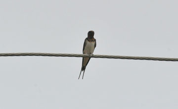 Barn swallow [Hirundo rustica gutturalis]