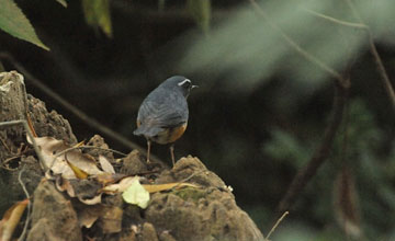 Indian blue robin [Larvivora brunnea brunnea]