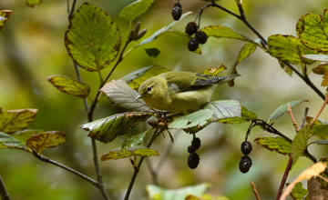 Tennessee warbler [Leiothlypis peregrina]