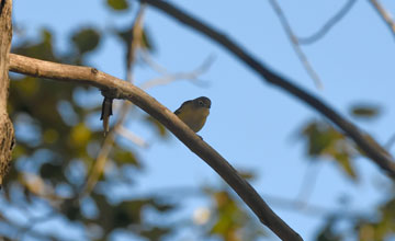Nashville warbler [Leiothlypis ruficapilla ruficapilla]