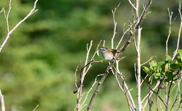 Swamp sparrow [Melospiza georgiana ericrypta]