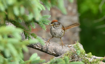 Swamp sparrow [Melospiza georgiana georgiana]