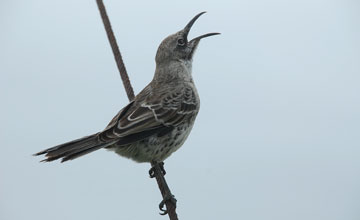 Española mockingbird [Mimus macdonaldi]