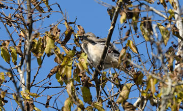 Northern mockingbird [Mimus polyglottos polyglottos]