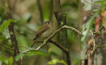Brown-breasted flycatcher [Muscicapa muttui]