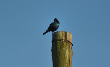 Black-bellied glossy-starling [Notopholia corusca corusca]