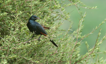 Red-winged starling [Onychognathus morio morio]