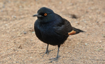 Pale-winged starling [Onychognathus nabouroup]