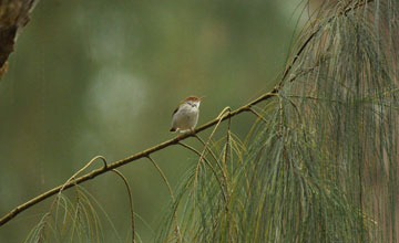 Common tailorbird [Orthotomus sutorius fernandonis]