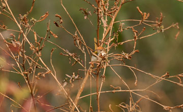 Common tailorbird [Orthotomus sutorius patia]