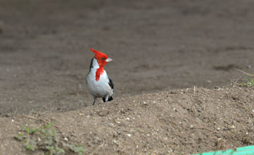 Red-crested cardinal [Paroaria coronata]