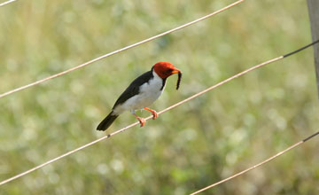 Red-capped cardinal [Paroaria gularis cervicalis]