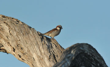 House sparrow [Passer domesticus indicus]