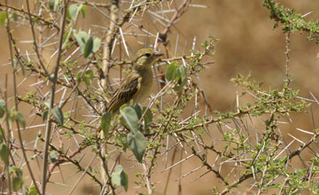 Arabian golden sparrow [Passer euchlorus]