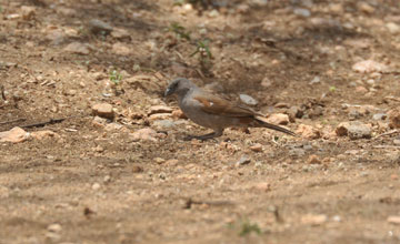 Parrot-billed sparrow [Passer gongonensis]