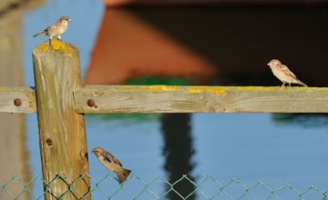 Spanish sparrow [Passer hispaniolensis hispaniolensis]