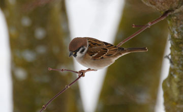 Eurasian tree sparrow [Passer montanus montanus]
