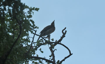 Helmeted friarbird [Philemon buceroides buceroides]