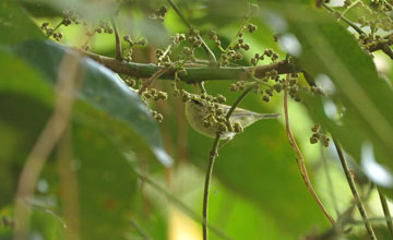 Green warbler [Phylloscopus nitidus]