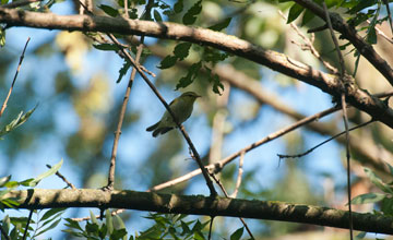 Wood warbler [Phylloscopus sibilatrix]