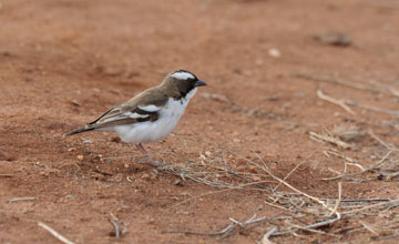 White-browed sparrow-weaver [Plocepasser mahali melanorhynchus]