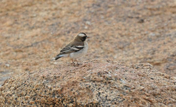 White-browed sparrow-weaver [Plocepasser mahali stentor]