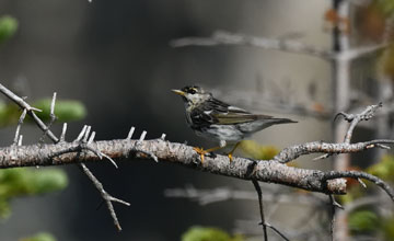 Blackpoll warbler [Setophaga striata]
