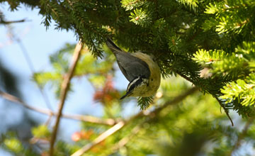 Red-breasted nuthatch [Sitta canadensis]