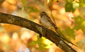 Chipping sparrow [Spizella passerina passerina]