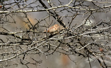 Field sparrow [Spizella pusilla pusilla]