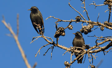 Common starling [Sturnus vulgaris vulgaris]