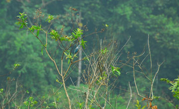 Blue-grey tanager [Thraupis episcopus]