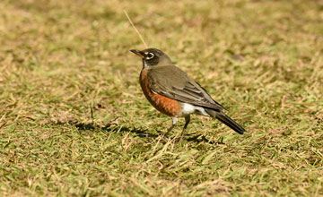 Southern robin [Turdus migratorius achrusterus]