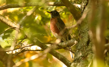Eastern robin [Turdus migratorius migratorius]