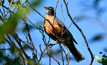Newfoundland robin [Turdus migratorius nigrideus]