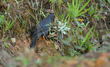Indian blackbird [Turdus simillimus kinnisii]