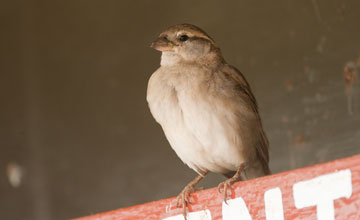 Village indigobird (juv.) [Vidua chalybeata]