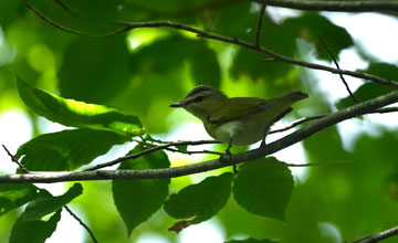 Red-eyed vireo [Vireo olivaceus]