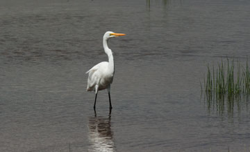 Great egret [Ardea alba melanorhynchos]