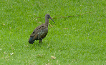 Hadada ibis [Bostrychia hagedash brevirostris]