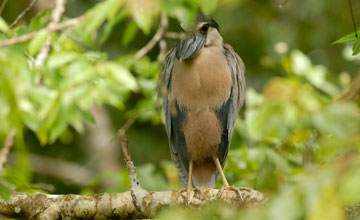 Boat-billed heron [Cochlearius cochlearius panamensis]