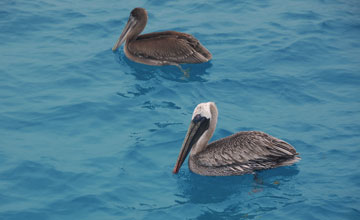 Brown pelican [Pelecanus occidentalis urinator]
