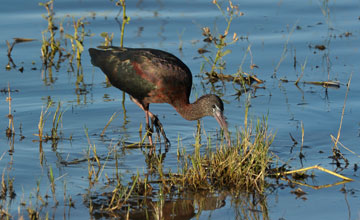 Glossy ibis [Plegadis falcinellus]